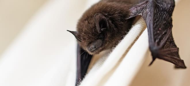 A bat against a white cloth background. 