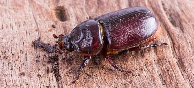 A woodboring beetle against wood. 
