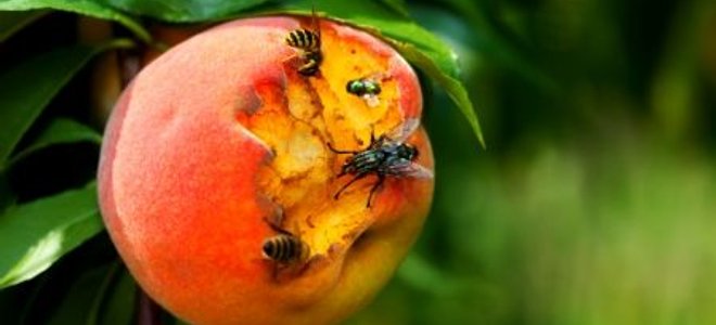 Identifying And Treating Peach Tree Diseases