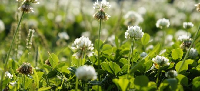 A close-up image of clover with white flowers in a lawn.
