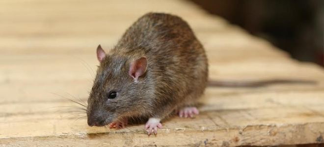 Tips to Prevent Roof Rats from Entering Your Attic | DoItYourself.com