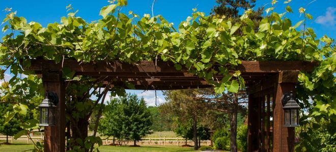 an arbor with a plant growing over it