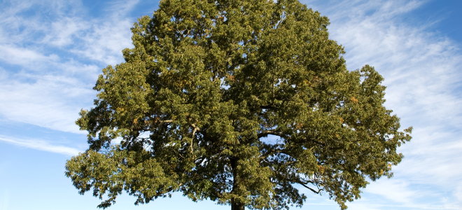 An oak tree.