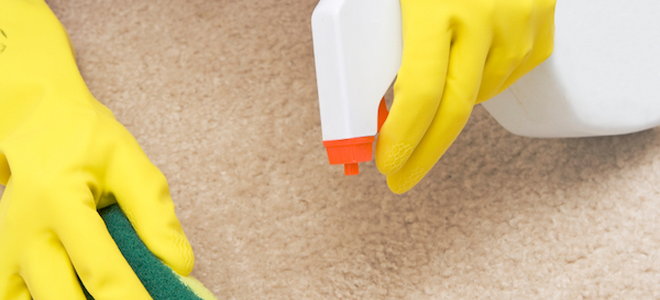 spray bottle and sponge to clean a carpet