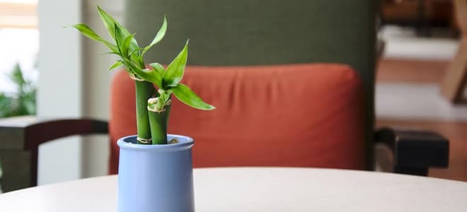 A small bamboo plant on a table. 