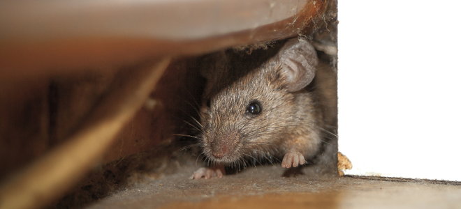 How To Get Rid Of Mice In Your Attic
