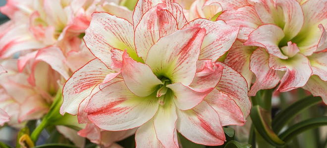 White amaryllis flowers with red accents. 
