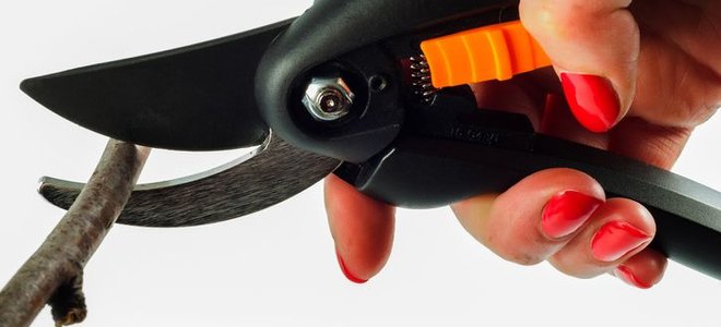 How to Clean and Sharpen Hand Pruners