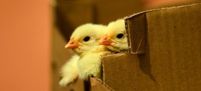 Urban Backyards Chickens