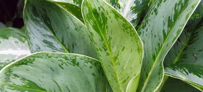 A Chinese evergreen plant. 
