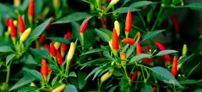 peppers on the plant