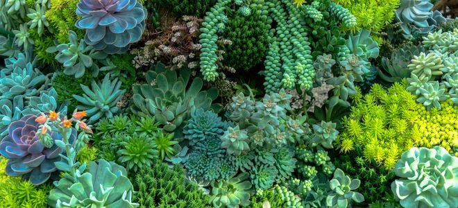 colorful succulent garden