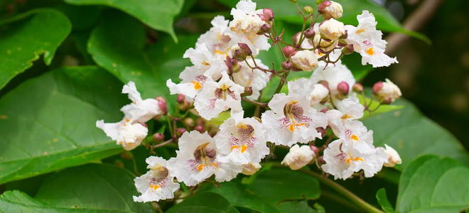 A northern catalpa tree with white blossoms. 