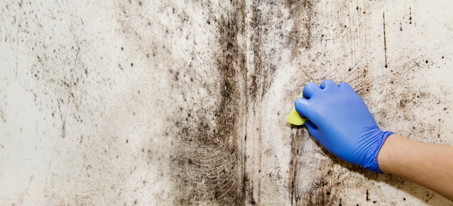 wiping mold off a wall