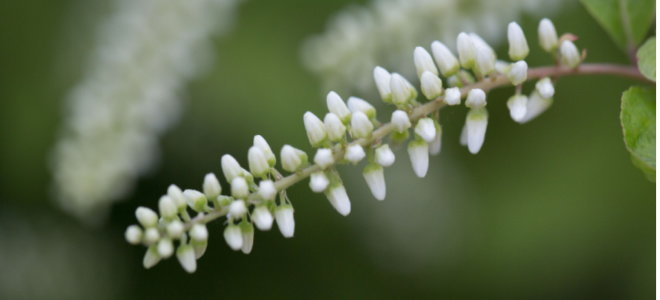 delicate white sweetspire blossoms