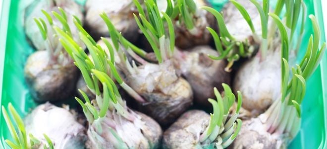 garlic heads sprouting in a plastic container