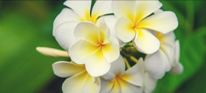 beautiful white and yellow plumeria flowers