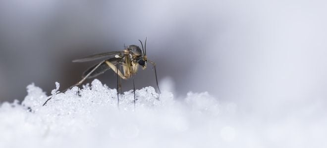 mosquito on snow