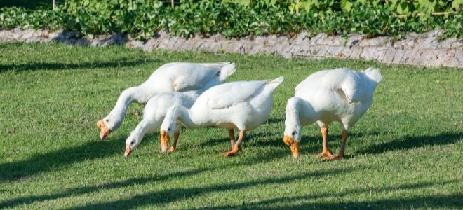 White ducks eating from a grassy lawn next to a vegetable garden. 