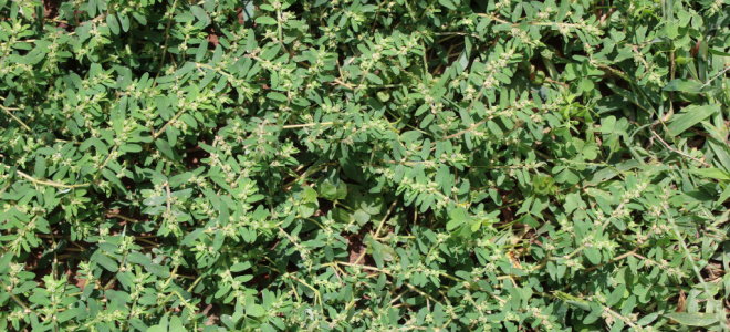 groundcover with small green leaves