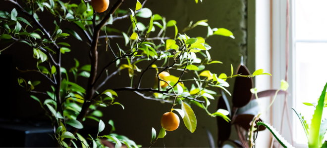 indoor citrus tree near window