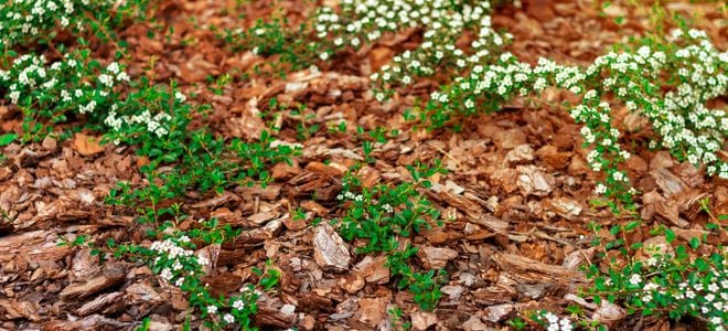 pine bark mulch with white flower groundcover