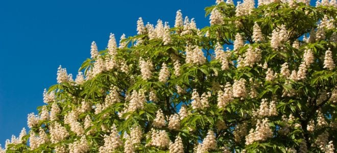 flowering chestnut tree