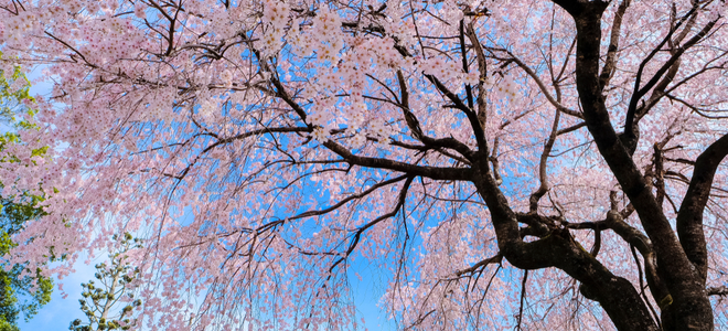 flowering cherry tree