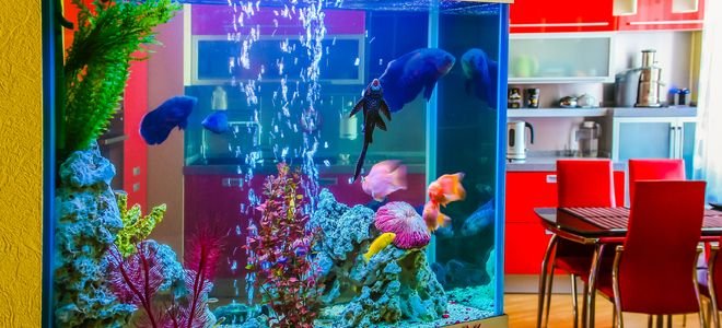 fish in a large, room dividing aquarium