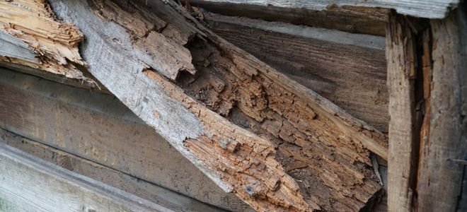 dry wood with rotted core