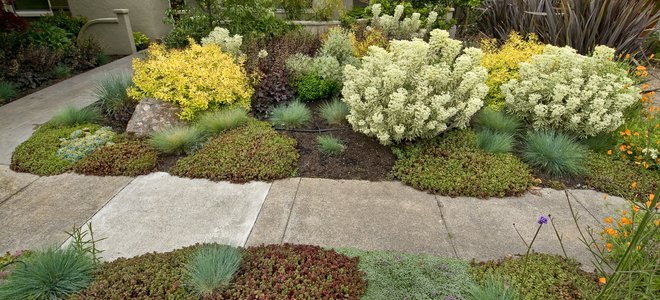 A xeriscaped yard with colorful bushes and plants