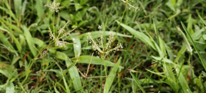 Bahia grass with seeds