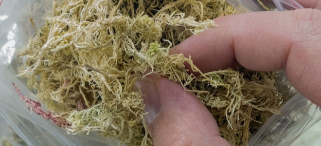 dry moss in a plastic bag