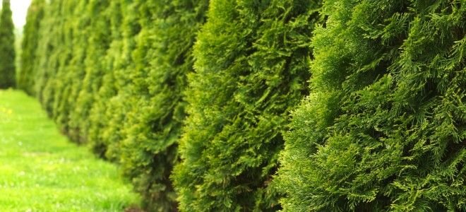 5 Of The Fastest Growing Trees | DoItYourself.com