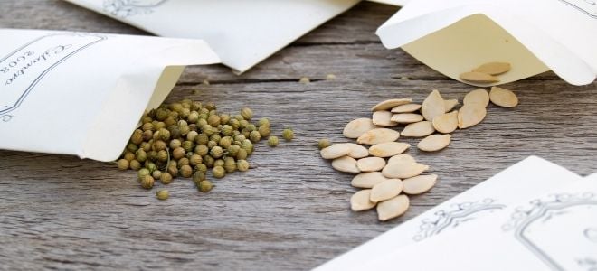 two kinds of seeds on a wooden table with paper packets
