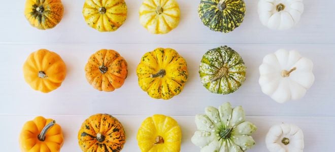 mini pumkins of defferent colors and shapes
