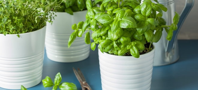 indoor potted herbs like basil in ceramic containers with scissors