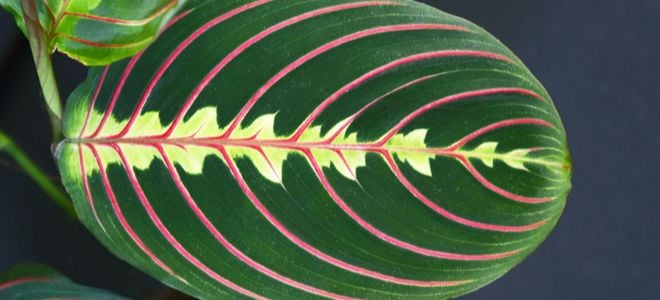 large green plant leaf with red lines
