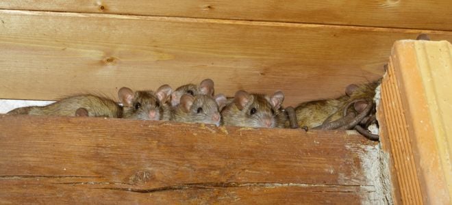 multiple rodents in an attic