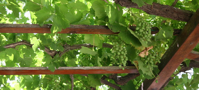 grapes growing up a trellis