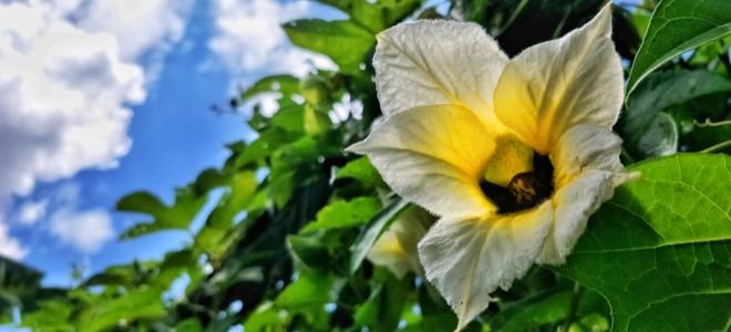 A yellow flower blooms on a gac vine.