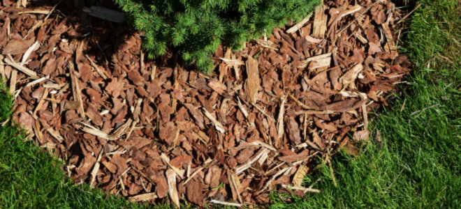 bark mulch on lawn planting