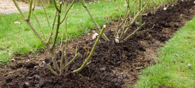 rose plants pruned back in row with mulch