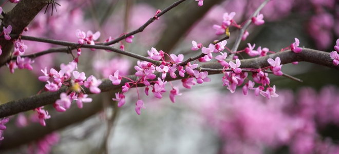redbud branch with small pink blossoms