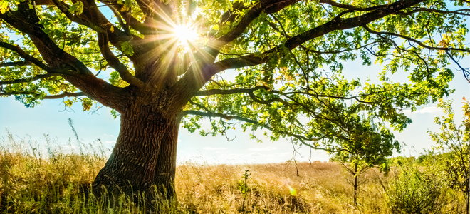 oak tree in sunny field
