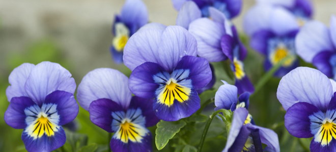 blue and yellow pansies blossoming in green background