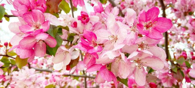 bright pink flowers on a crab-apple tree