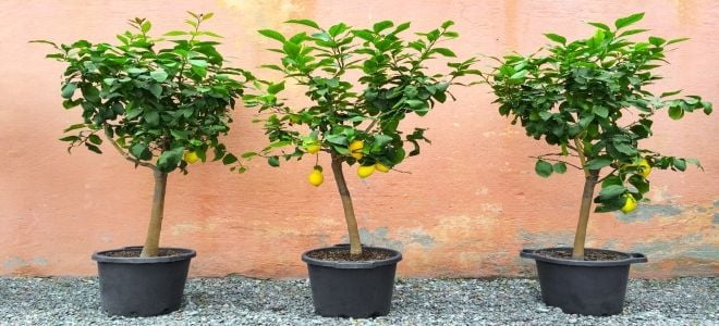A trio of citrus trees in black plastic pots against a pink stucco wall in the southwest in winter. 