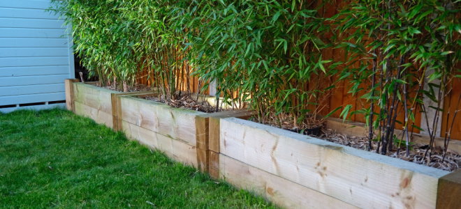 growing bamboo in garden boxes