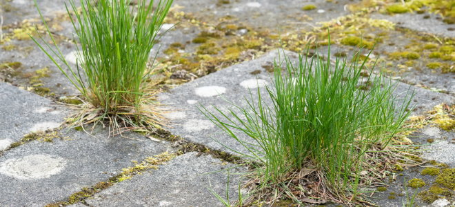 Paving stones with weeds growing out of them